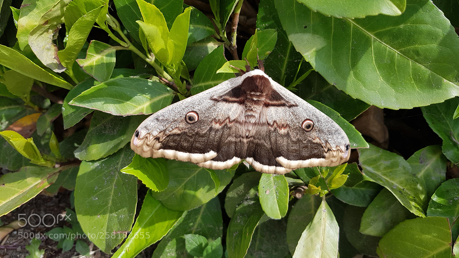 Samsung Galaxy S7 sample photo. Big beast ? photography