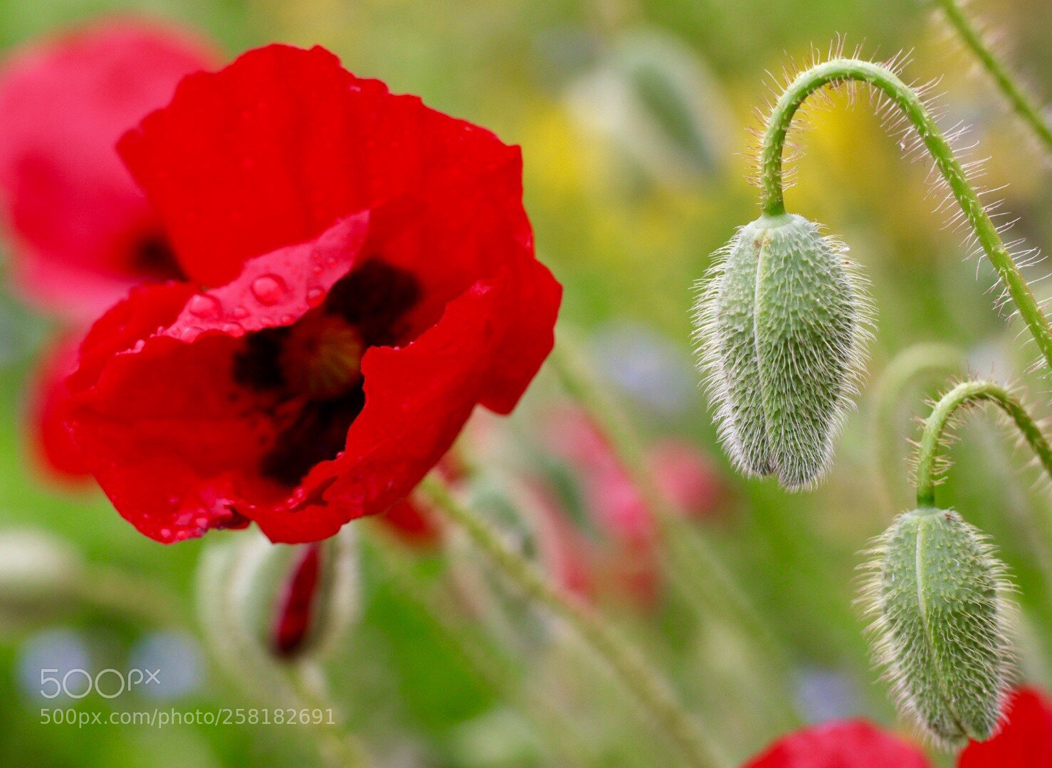 Canon EOS M50 (EOS Kiss M) sample photo. Poppies photography