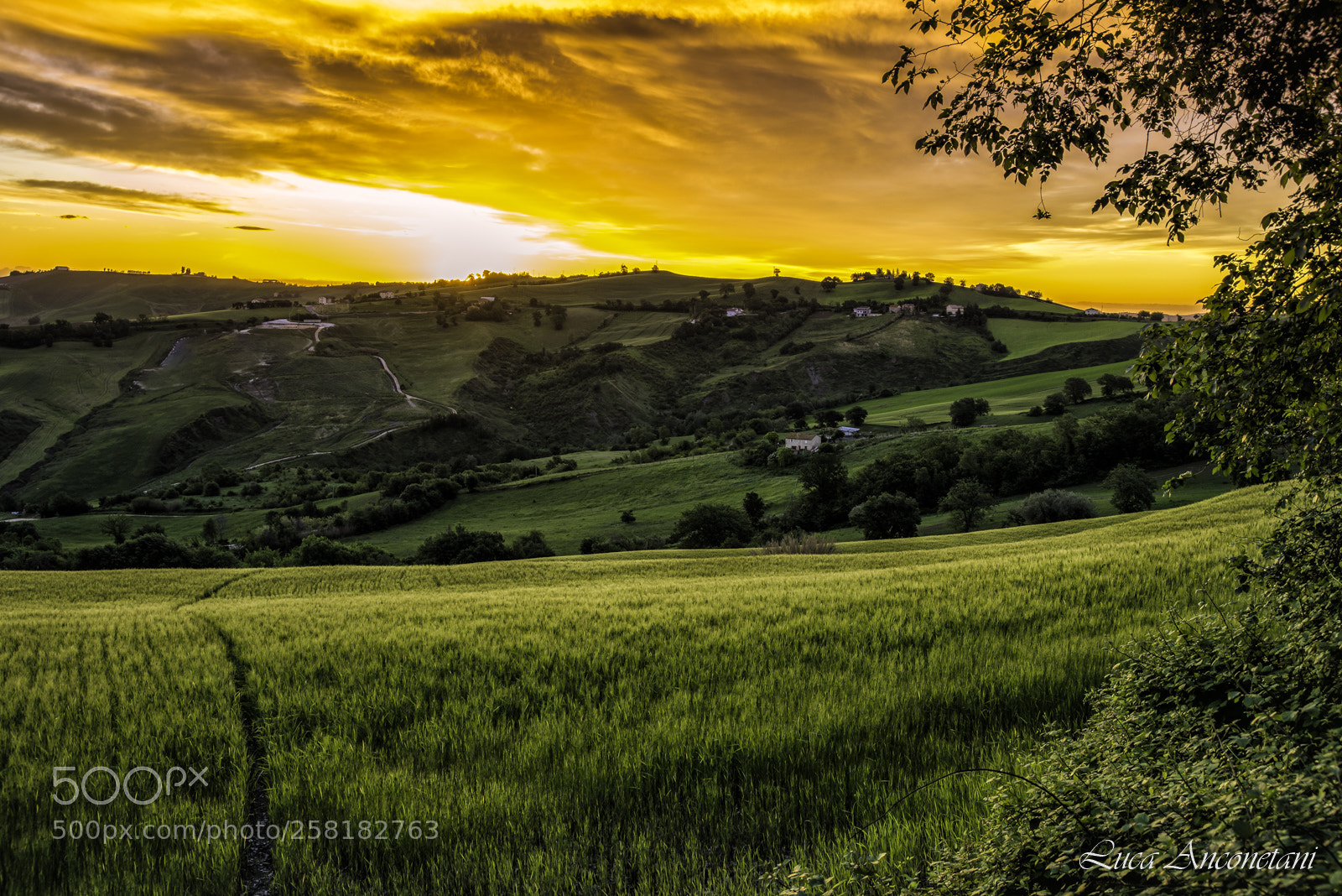 Nikon D610 sample photo. A golden sunrise photography