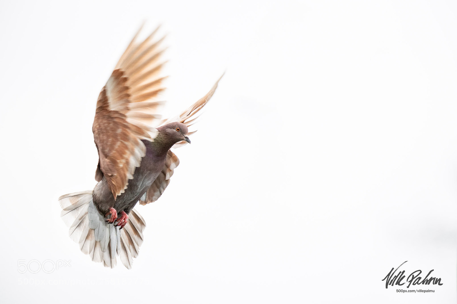 Nikon D850 sample photo. Columba livia domestica photography