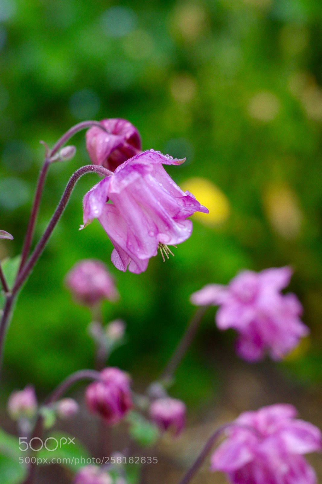 Canon EOS M50 (EOS Kiss M) sample photo. Purple photography