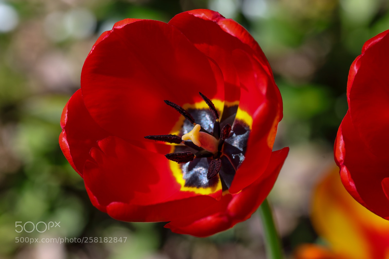 Canon EOS 5D Mark IV sample photo. Tulip (tulpe) photography