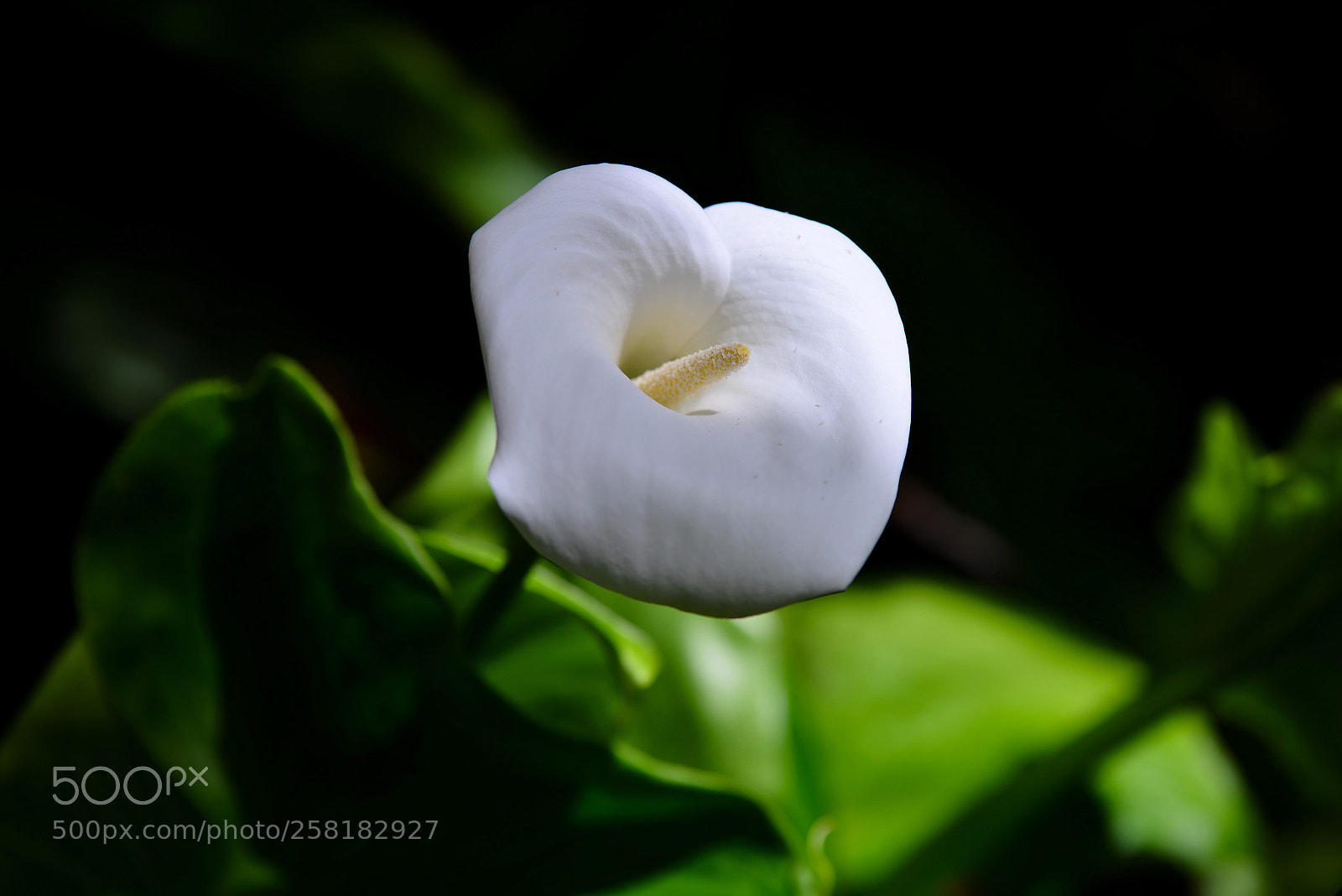 Nikon D800 sample photo. Spring feeling photography