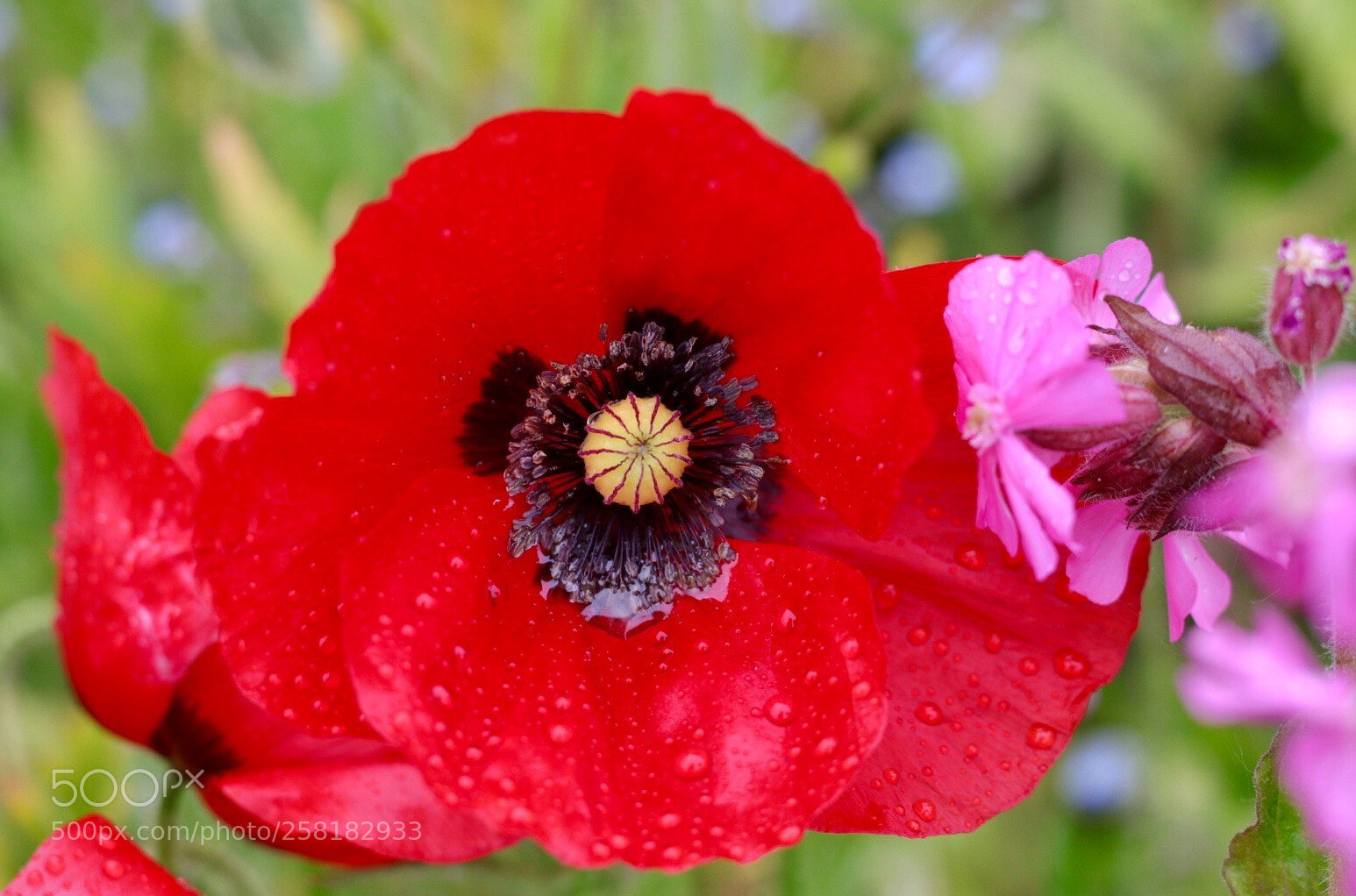 Canon EOS M50 (EOS Kiss M) sample photo. Poppy after rain photography
