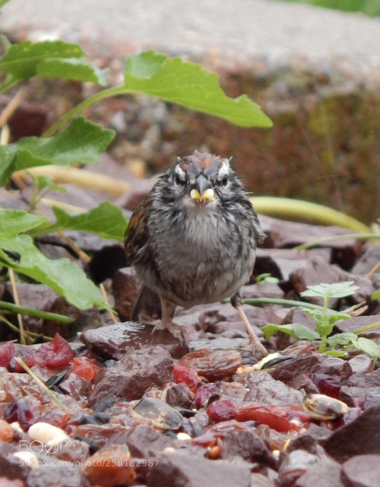 Nikon Coolpix L820 sample photo. Wet sparrow, eating photography