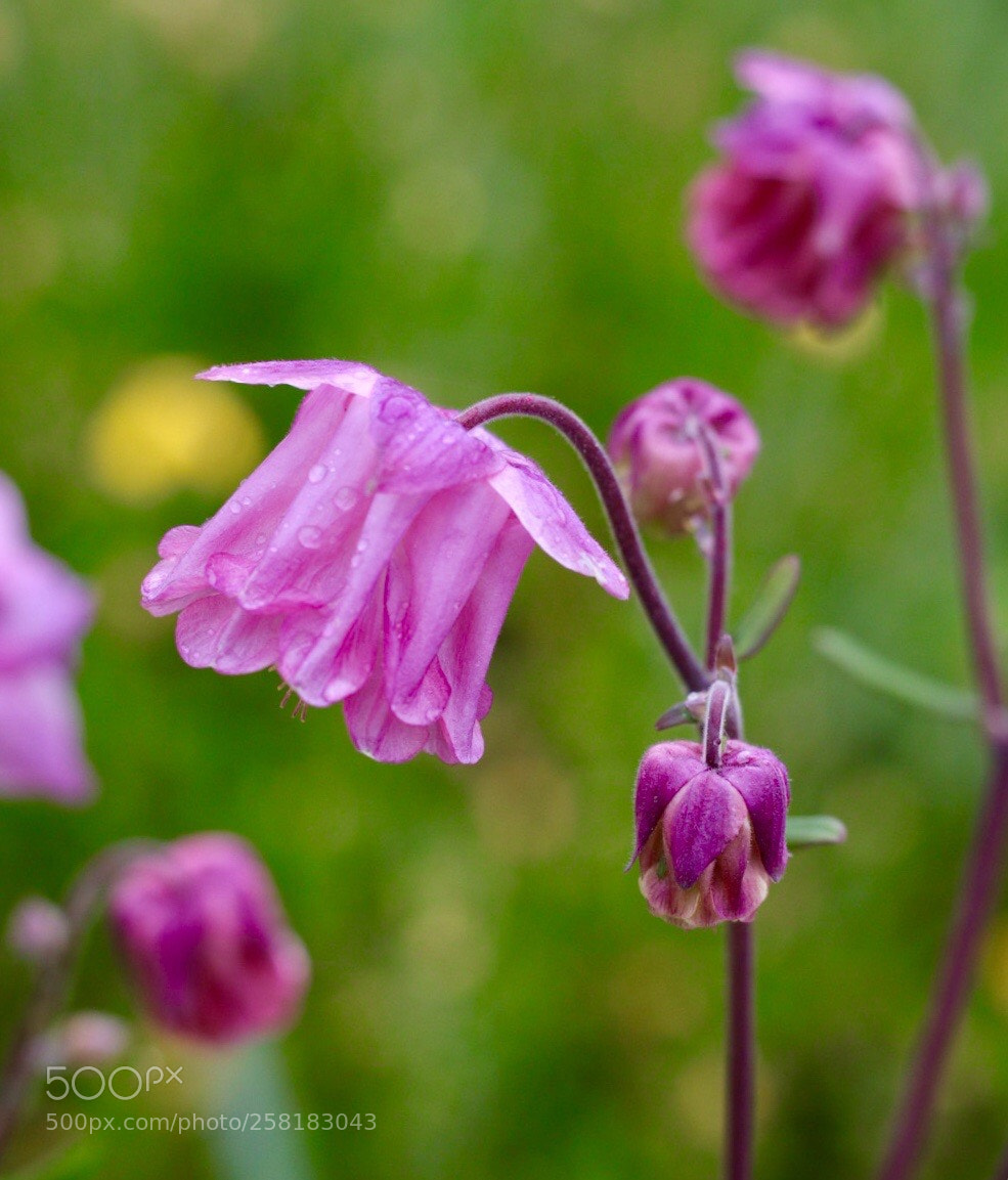 Canon EOS M50 (EOS Kiss M) sample photo. Purple photography