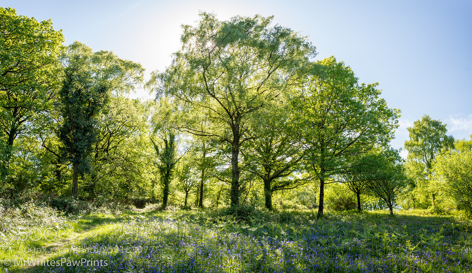 Nikon D7100 sample photo. Hembury woods photography