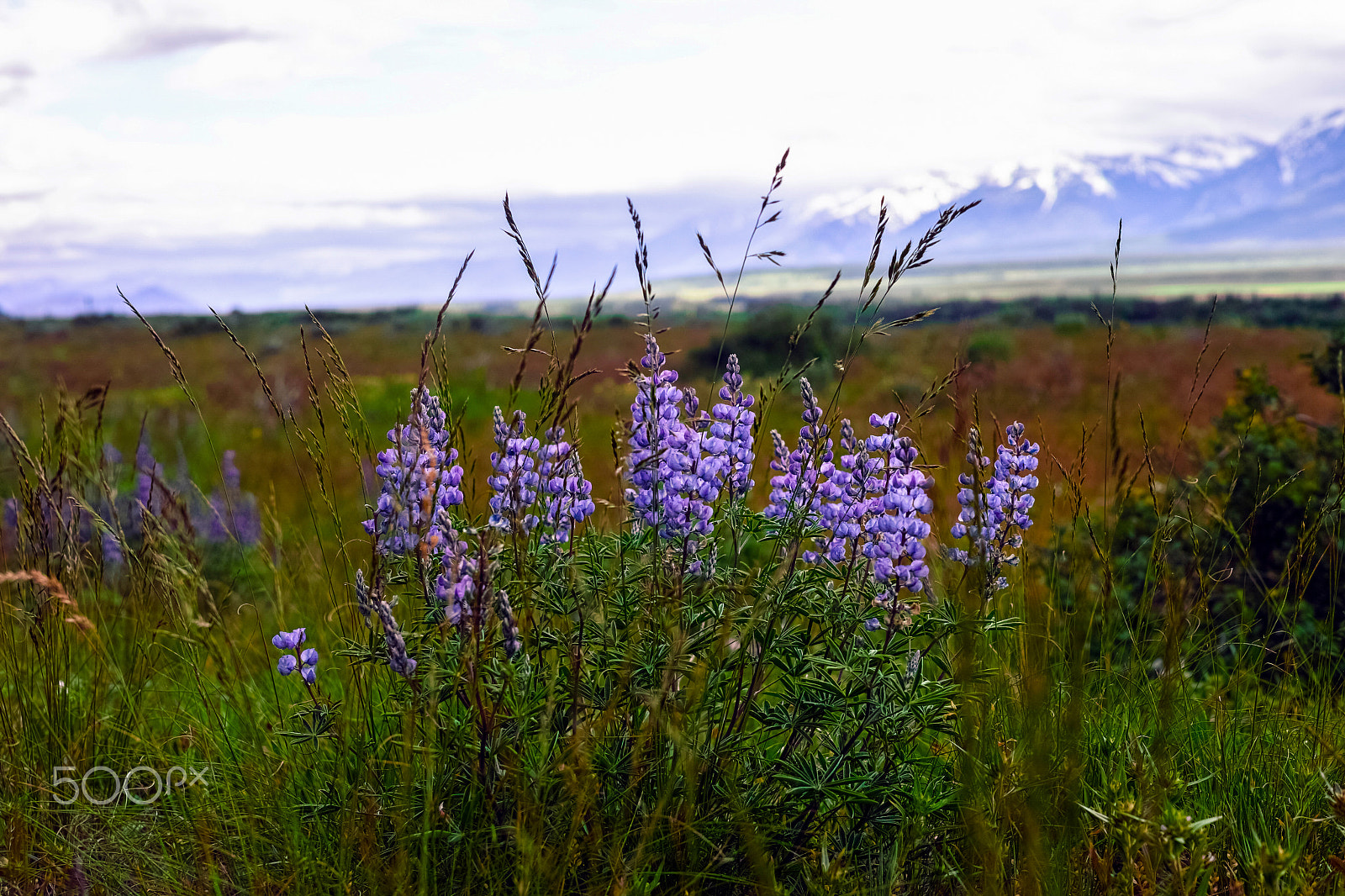 Sigma DP2 Merrill sample photo. Wild flowers photography