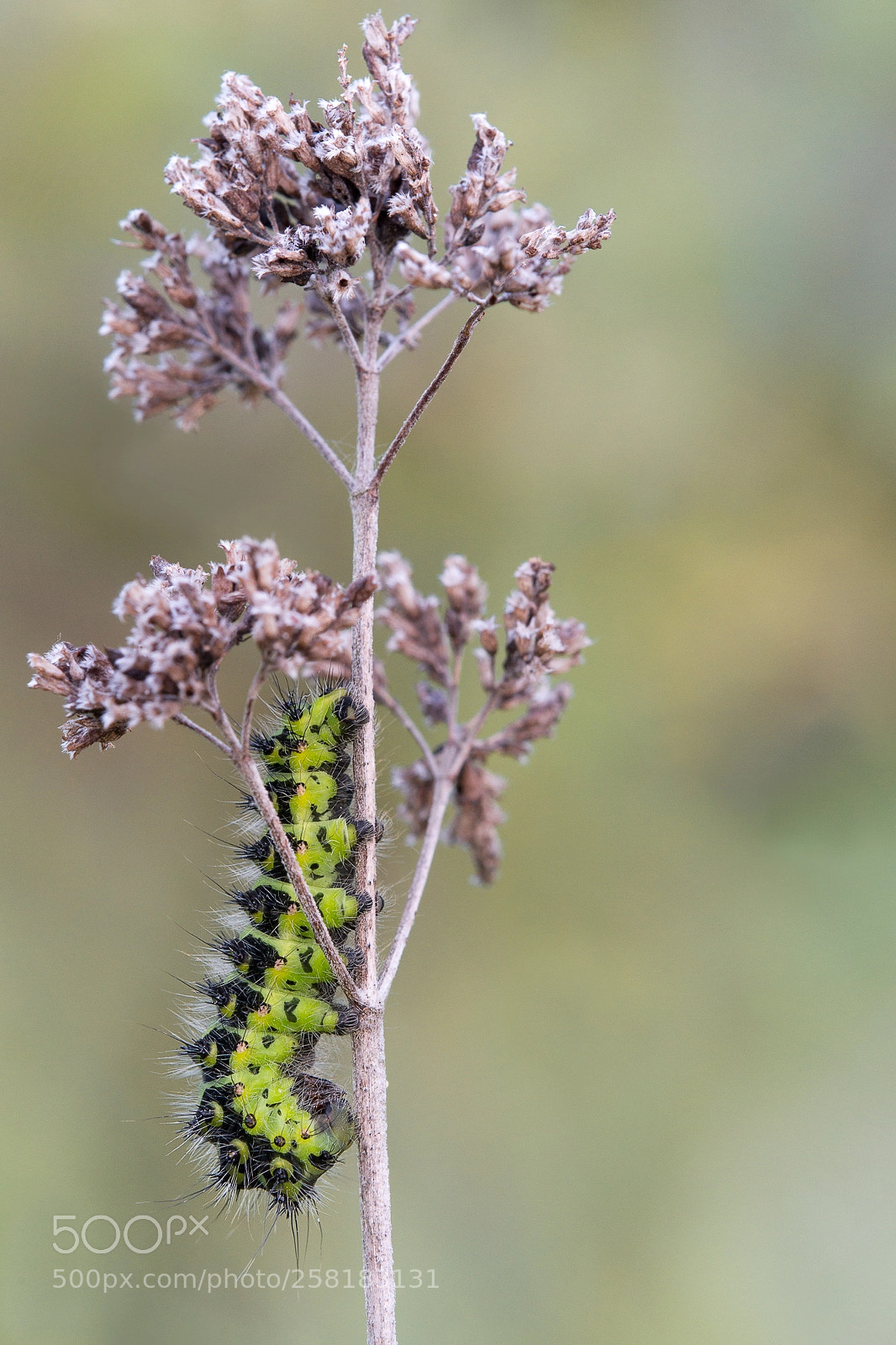 Sony SLT-A99V sample photo. Saturnia pavonia photography