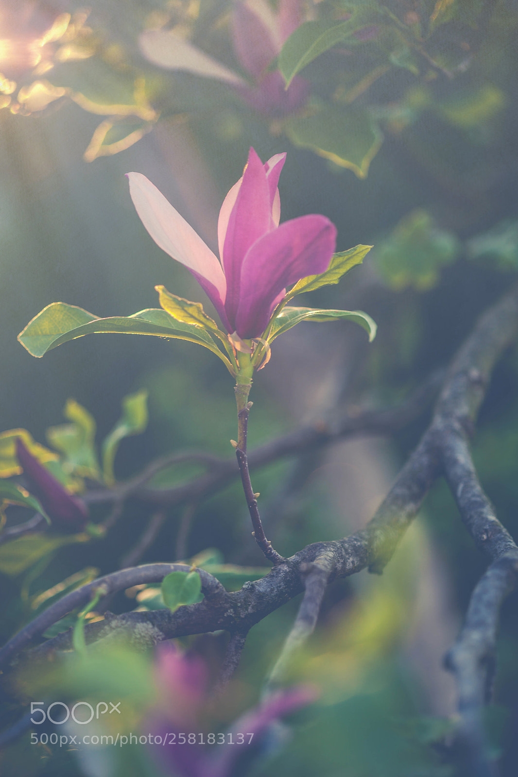 Canon EOS 5D Mark II sample photo. Magnolia photography