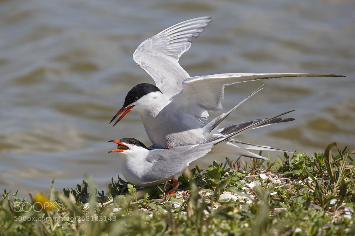 Canon EOS 6D sample photo. Common tern photography