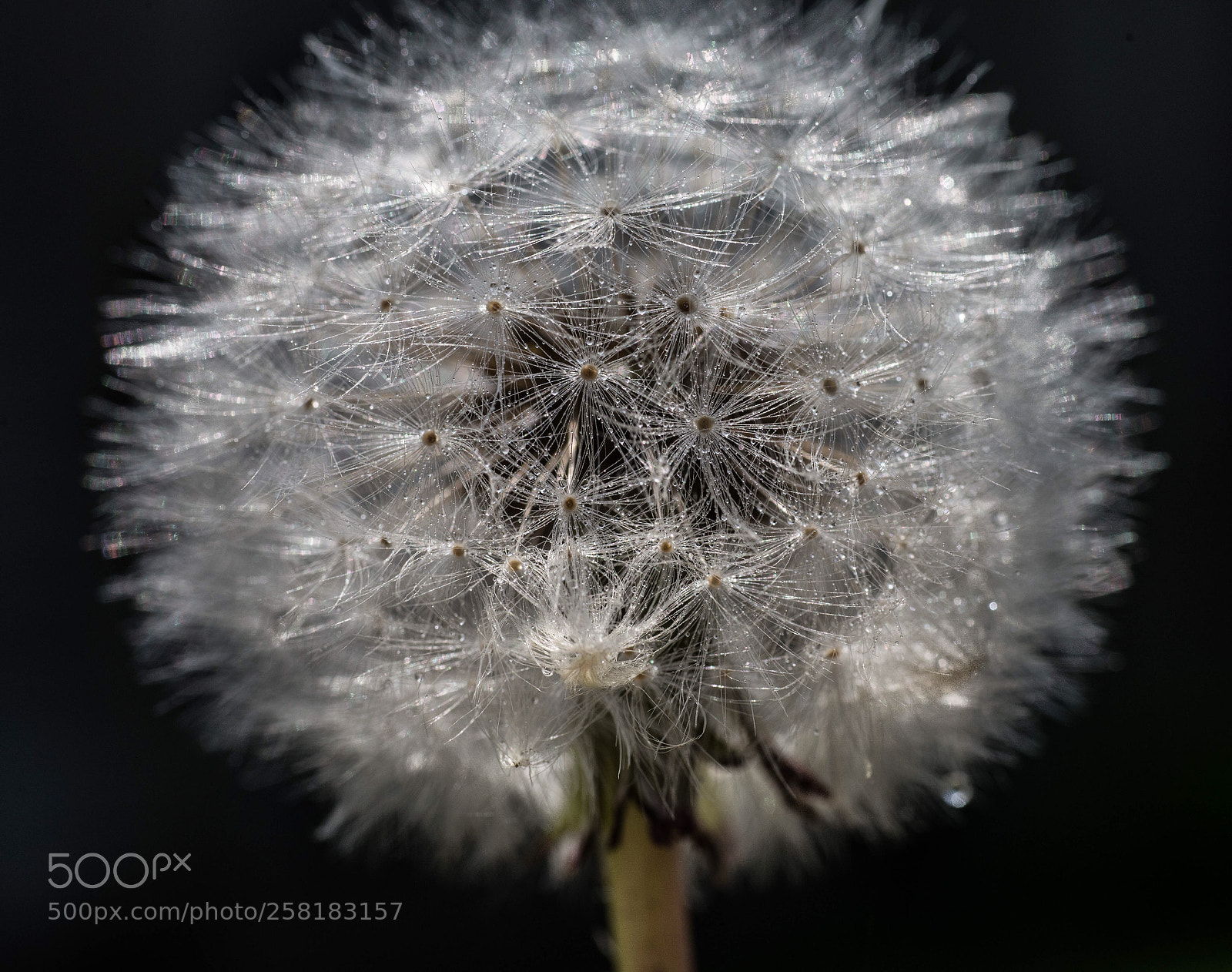 Nikon D610 sample photo. Dandelion mist  photography