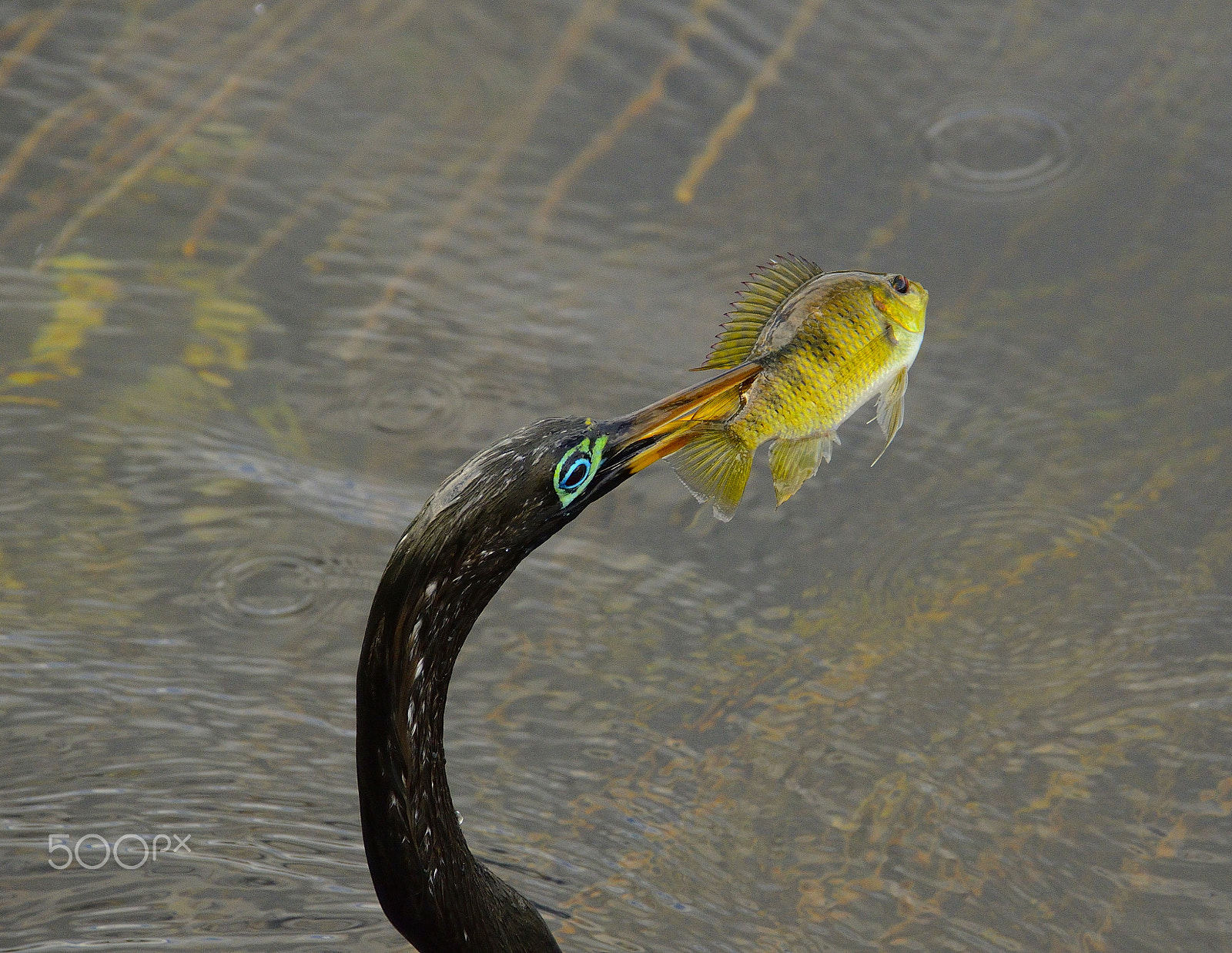 Nikon D7000 sample photo. Yellow fish photography