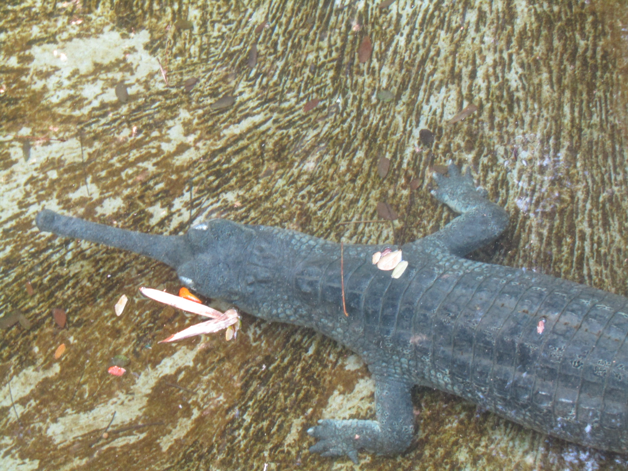 Canon POWERSHOT SX430 IS sample photo. Croc photography