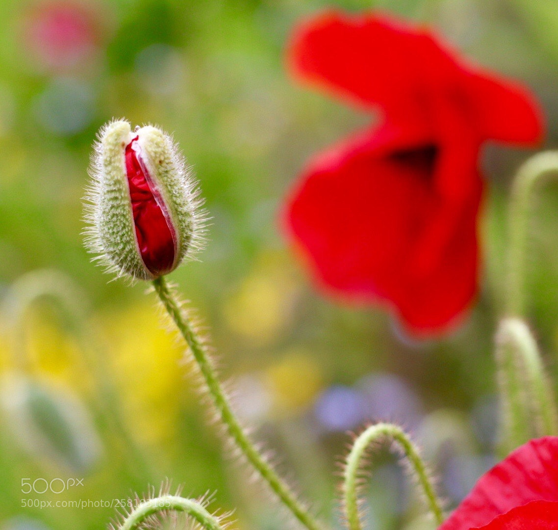 Canon EOS M50 (EOS Kiss M) sample photo. Poppy head photography