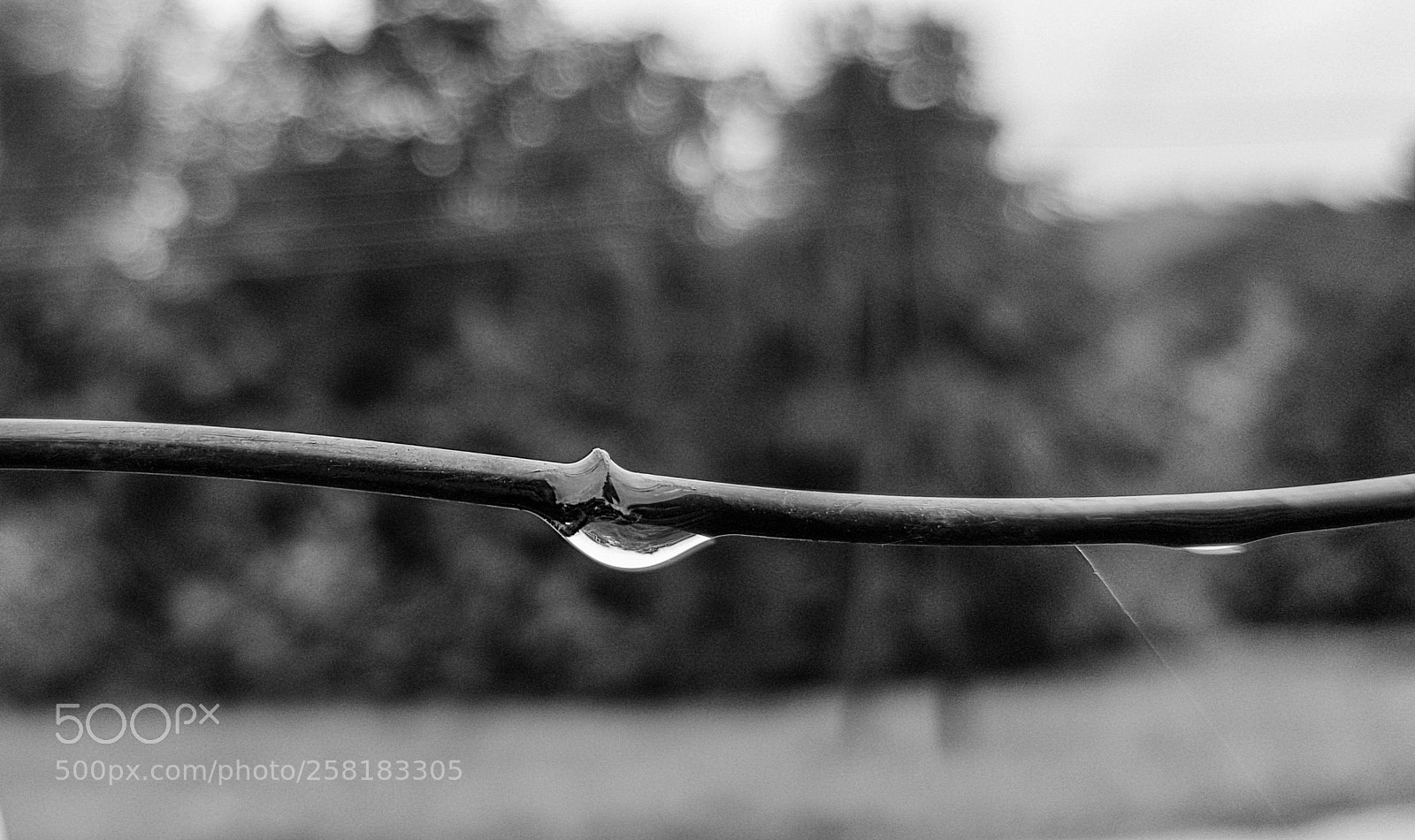 Samsung Galaxy S8 sample photo. Rain drop photography