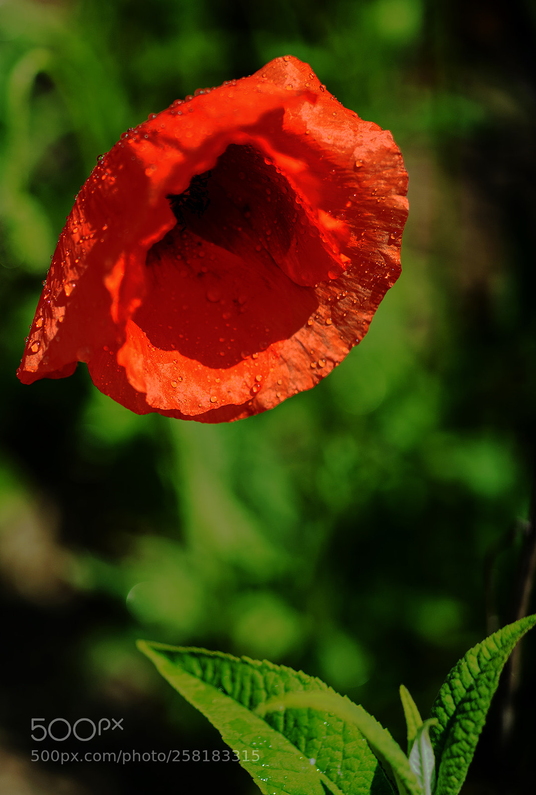 Nikon D800 sample photo. Red dd photography