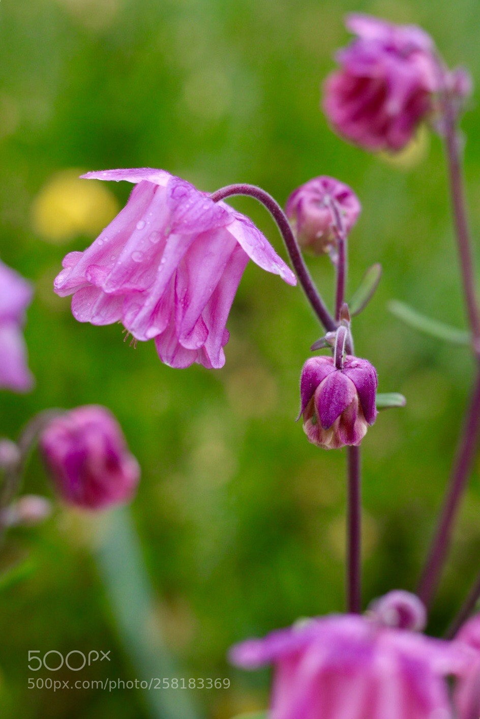 Canon EOS M50 (EOS Kiss M) sample photo. Purple photography