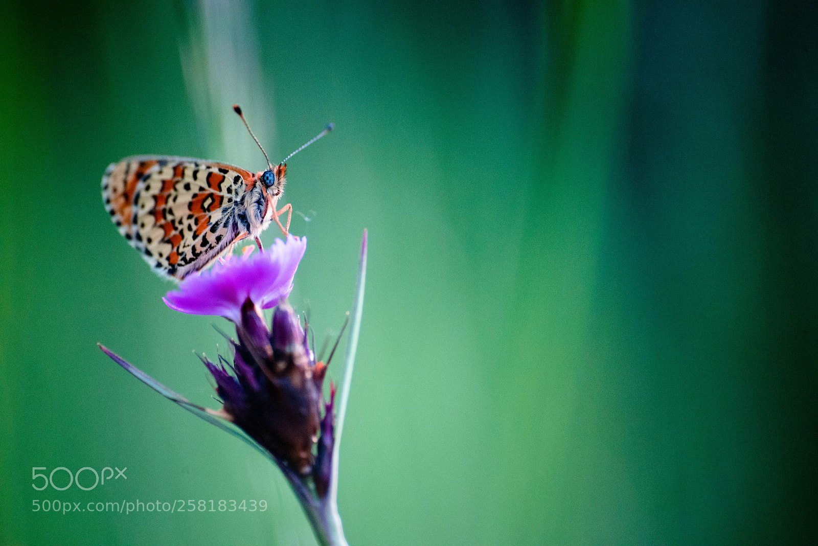 Nikon D750 sample photo. Relaxing on flower photography