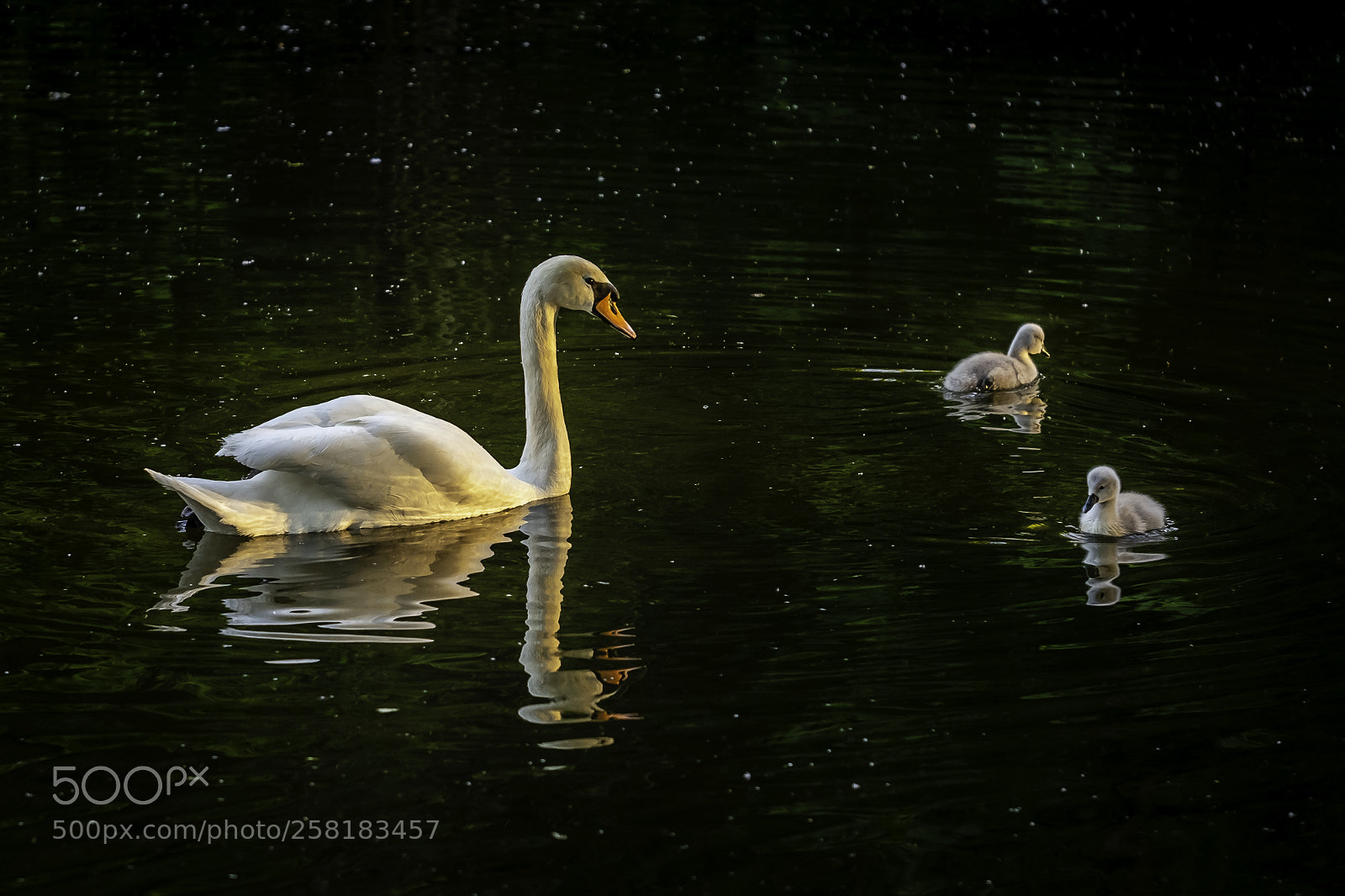 Fujifilm X-H1 sample photo. Swan at sunset photography