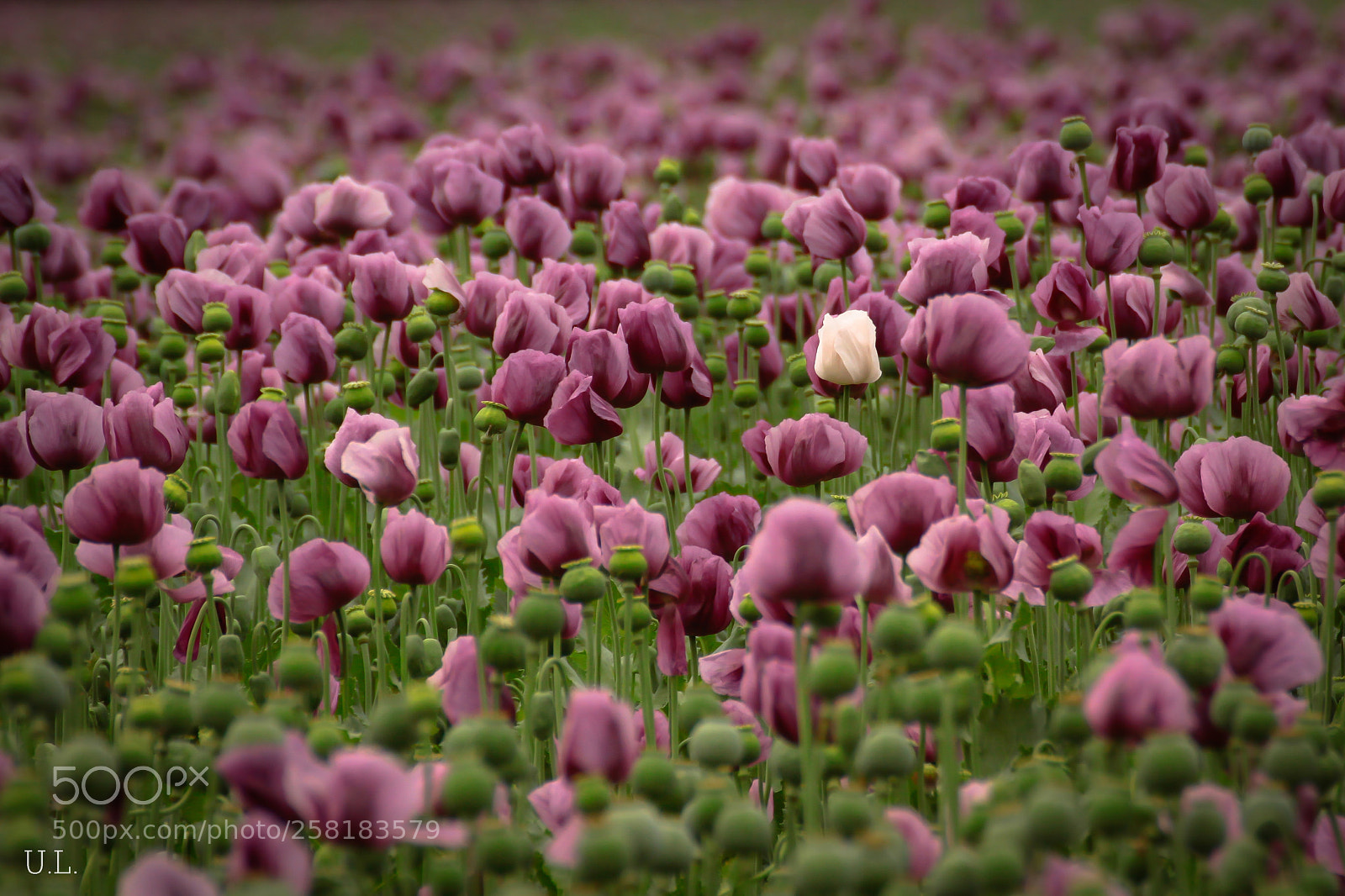 Canon EOS 50D sample photo. Purple photography