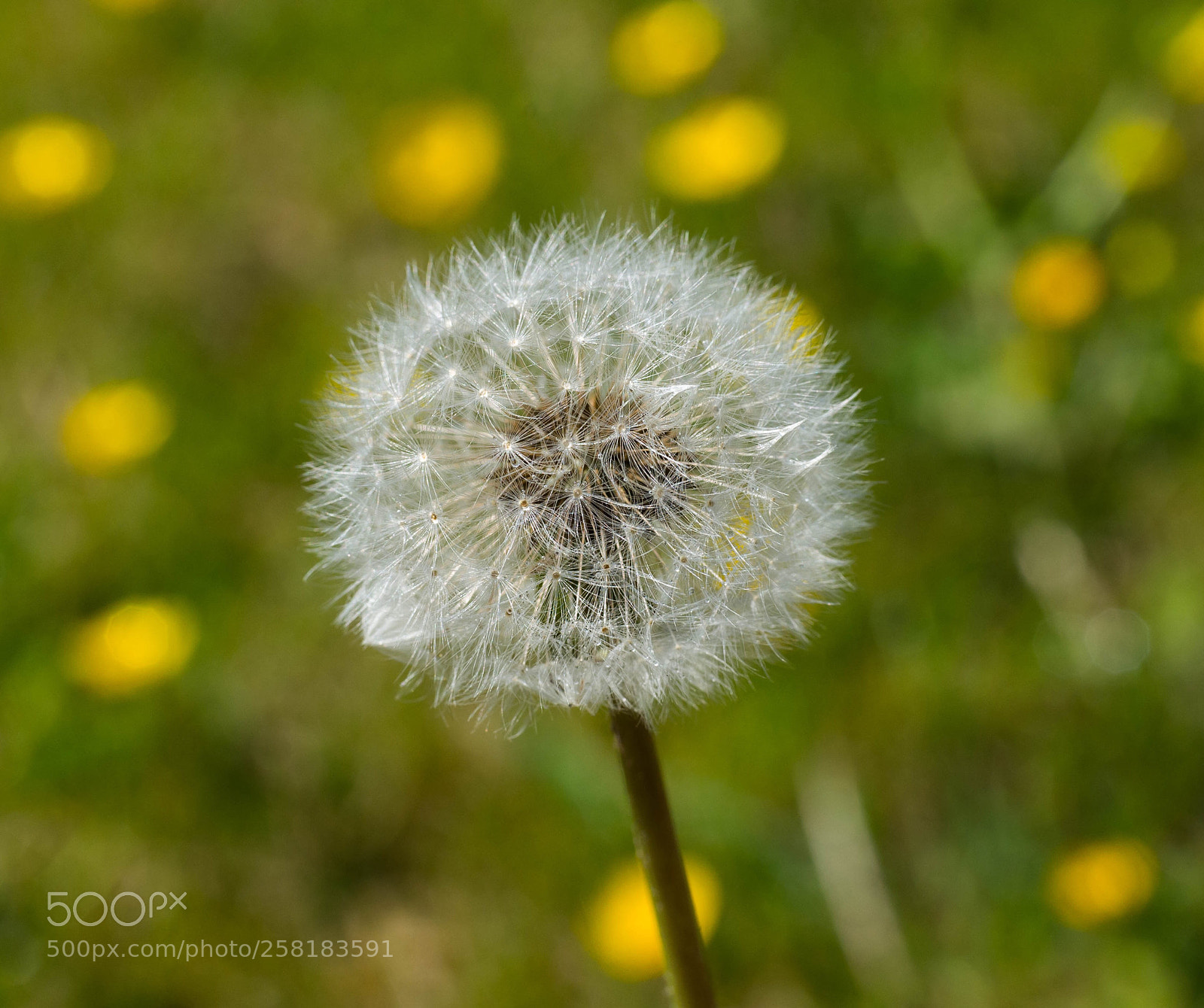 Nikon D610 sample photo. Summer fields photography