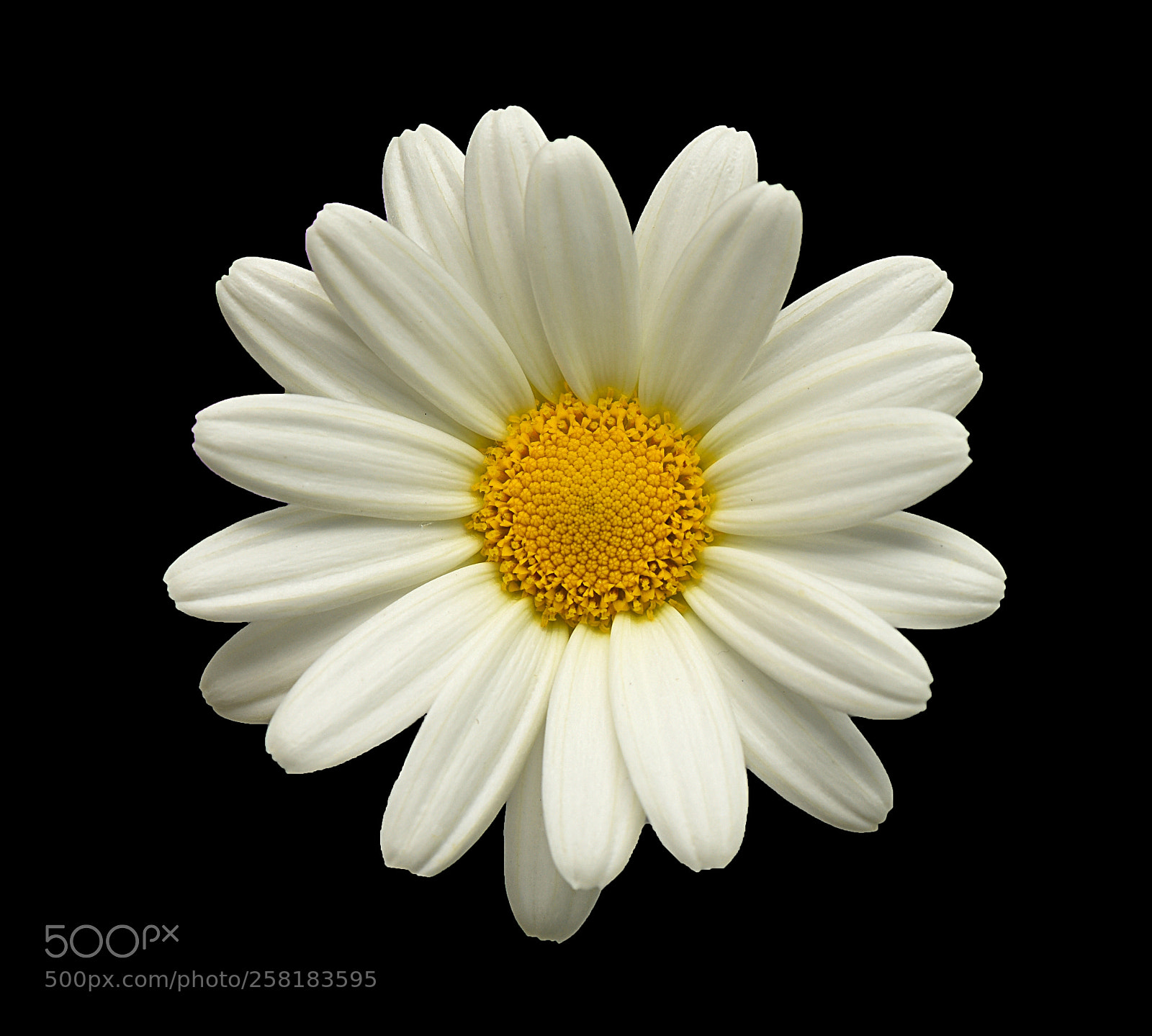 Nikon D810 sample photo. White daisy photography