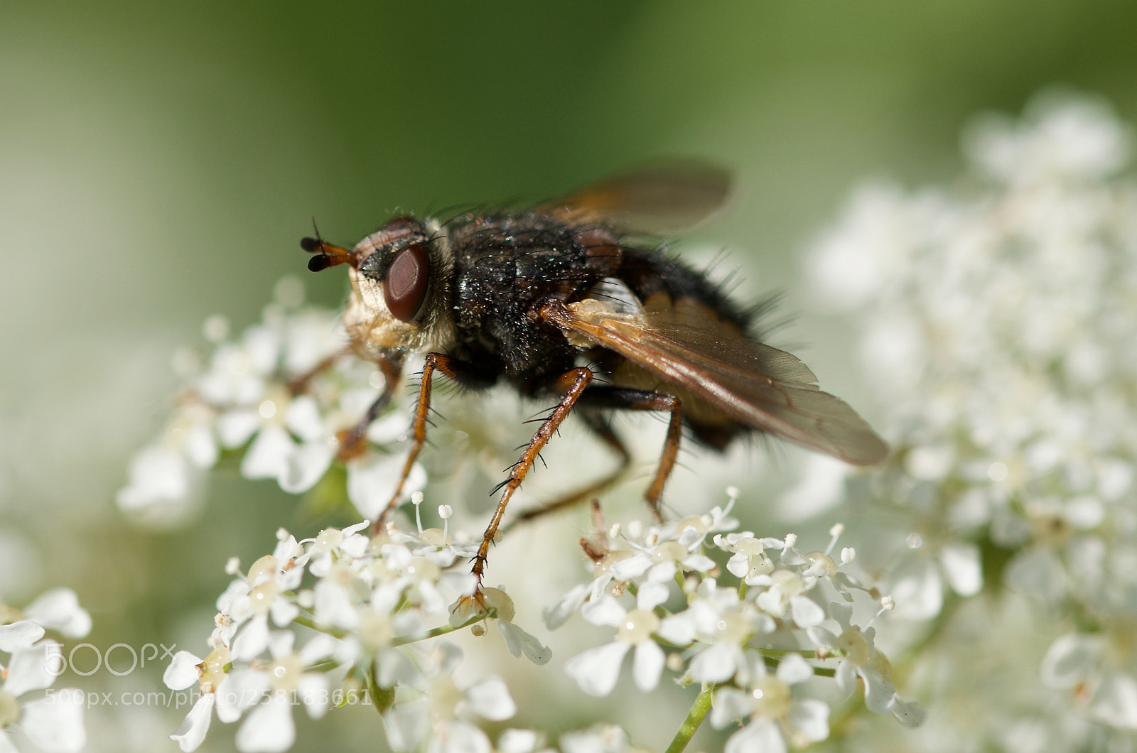 Nikon D7000 sample photo. Fly on a flower photography