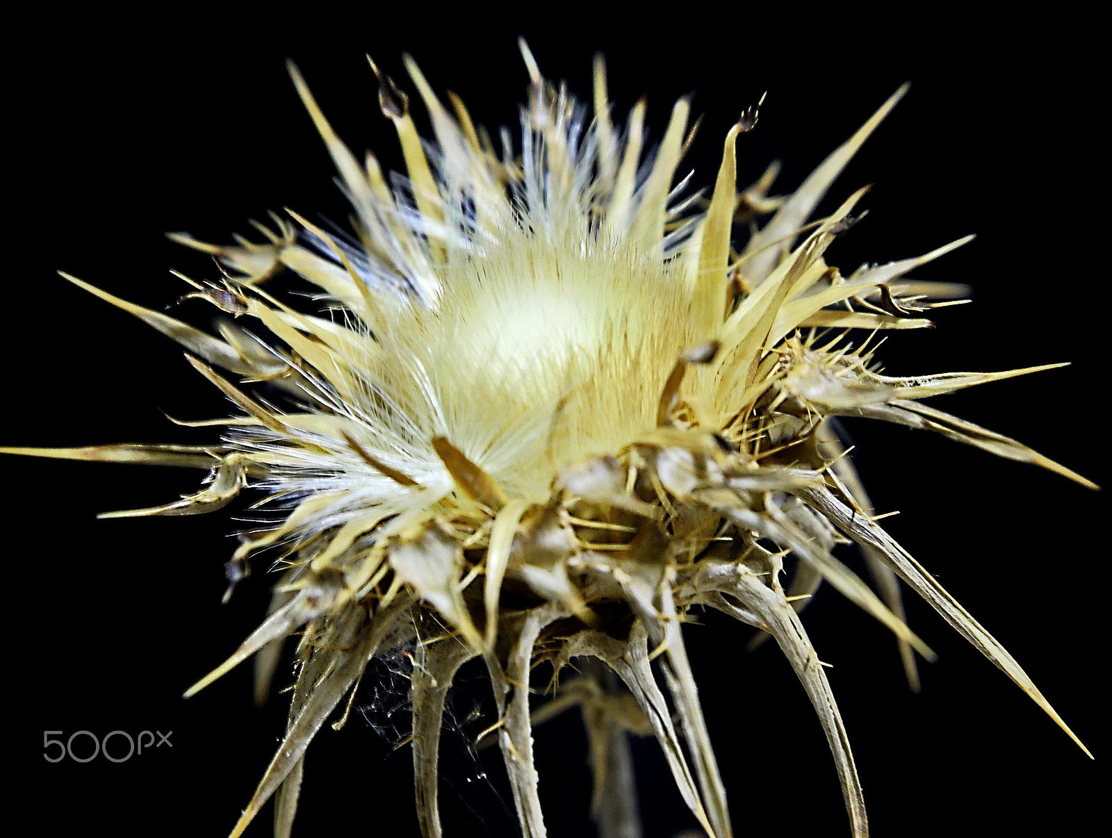 Canon EOS 500D (EOS Rebel T1i / EOS Kiss X3) sample photo. Thistle... photography
