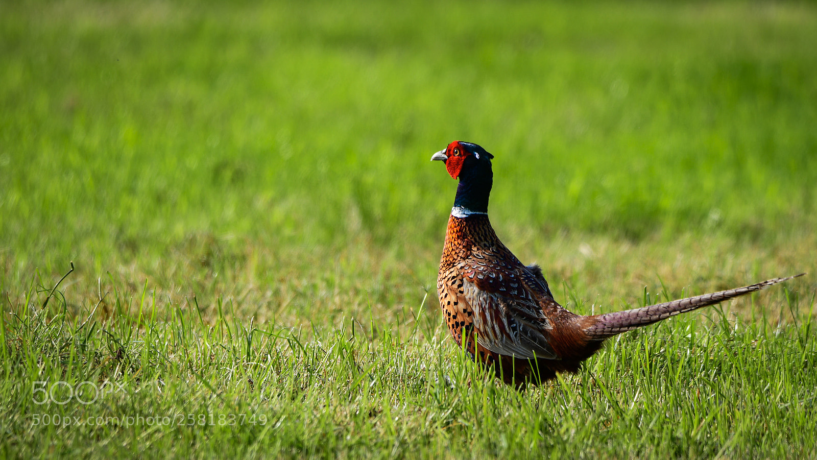 Nikon D7500 sample photo. Pheasant photography