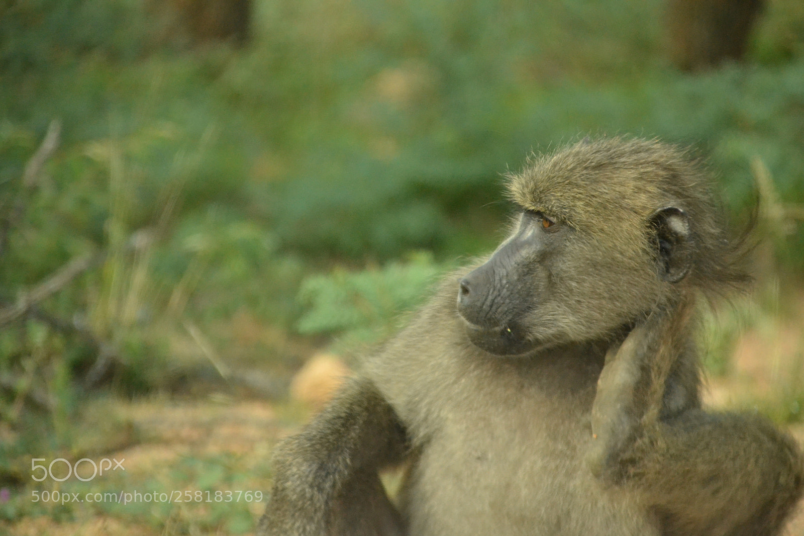 Nikon D3100 sample photo. Chacma baboon fixing hair photography