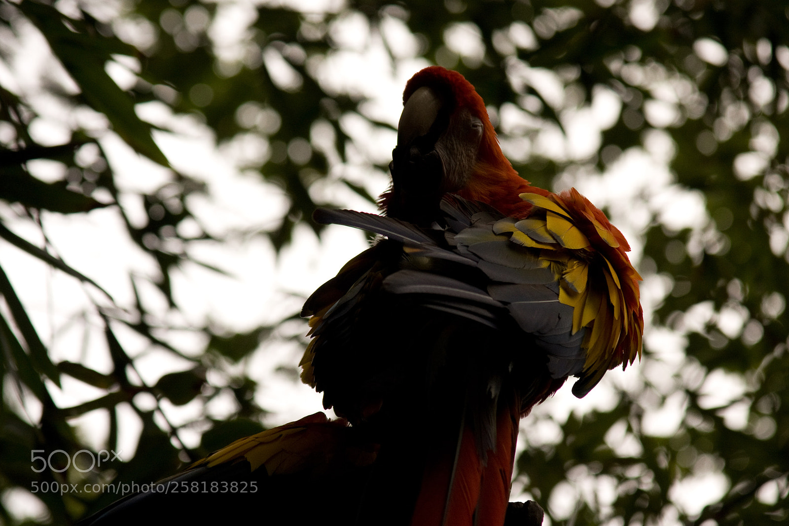 Canon EOS 40D sample photo. Parrot photography