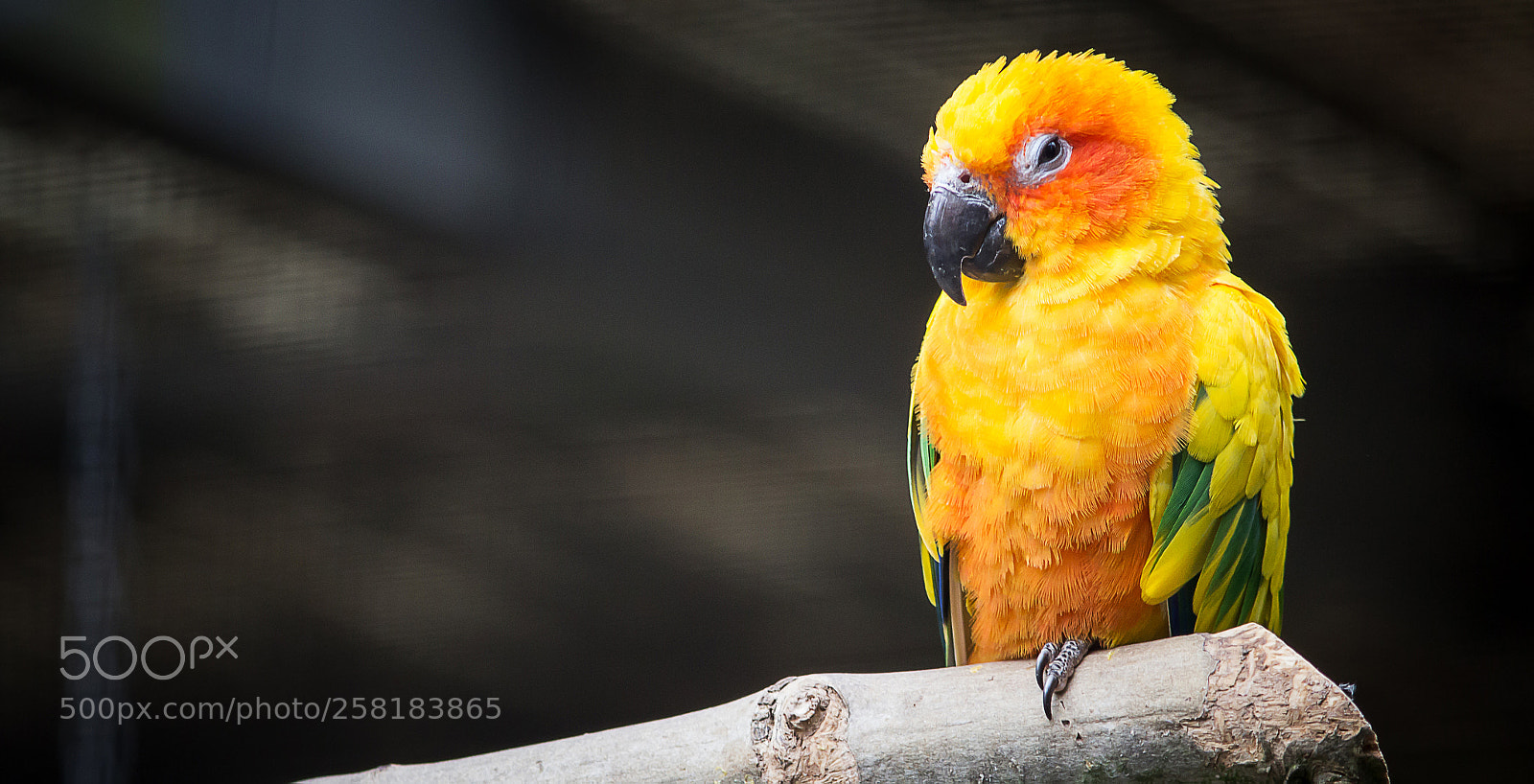 Canon EOS 600D (Rebel EOS T3i / EOS Kiss X5) sample photo. Oiseaux, bird photography