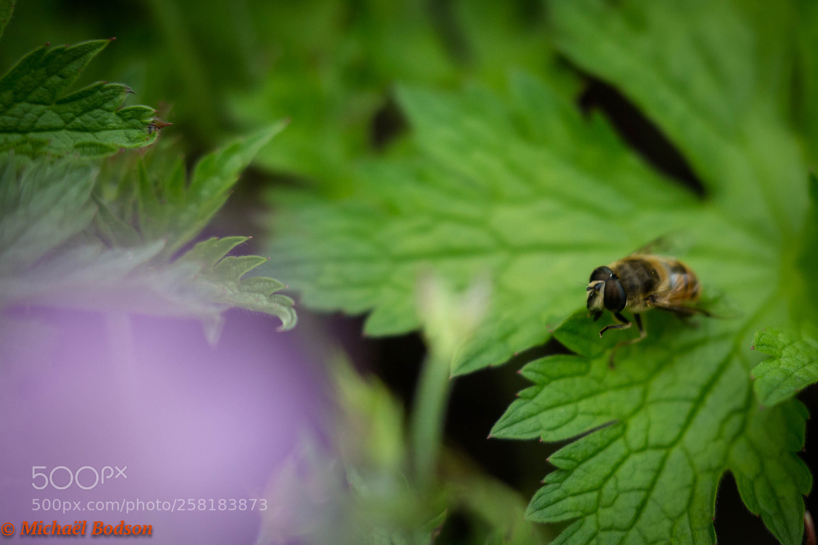 Canon EOS 6D sample photo. Little photography