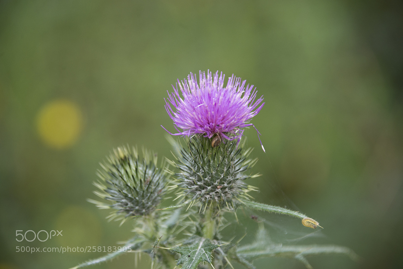 Nikon D610 sample photo. Asturias 53 photography