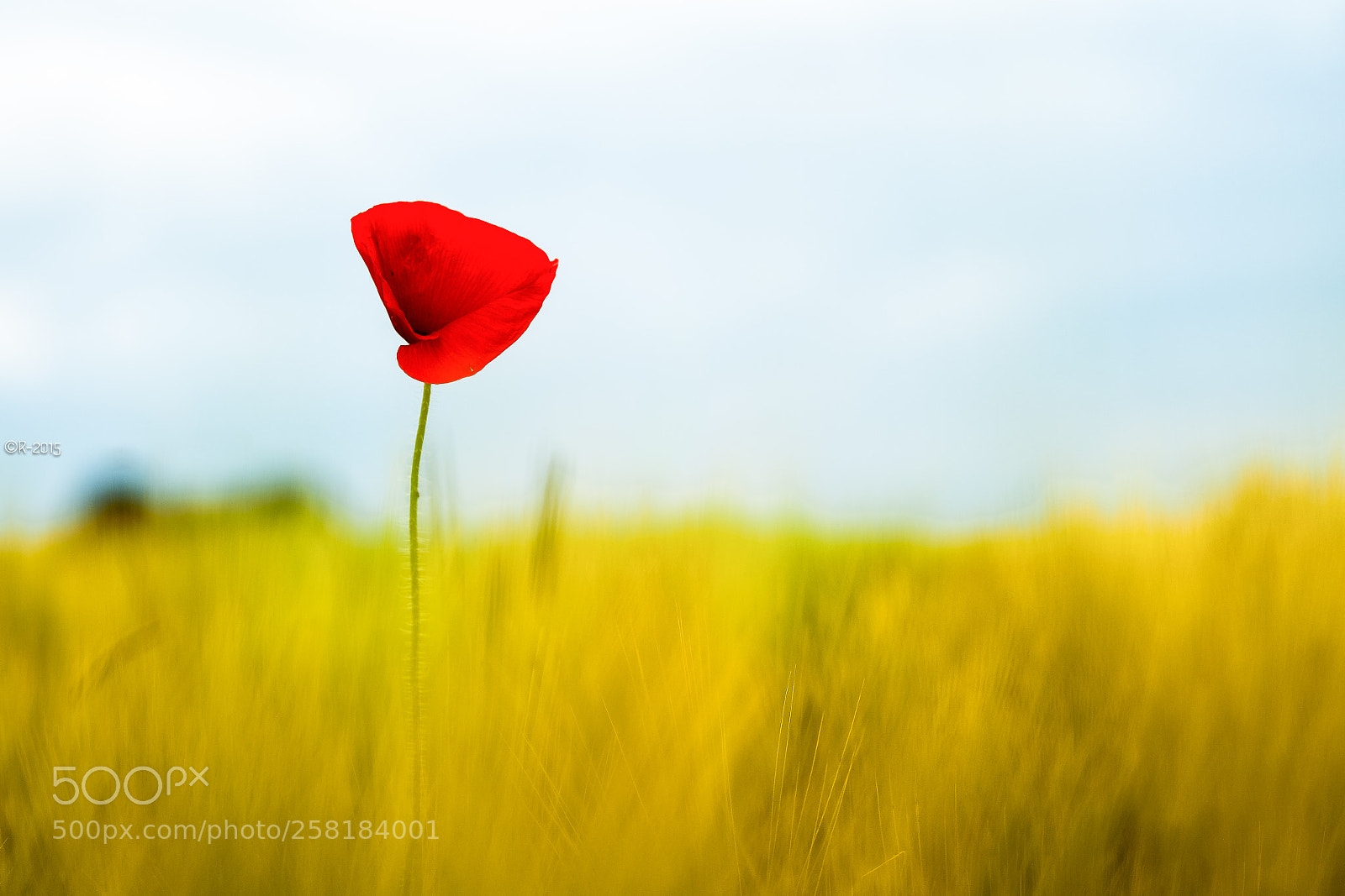 Fujifilm X-Pro1 sample photo. Poppy my love photography