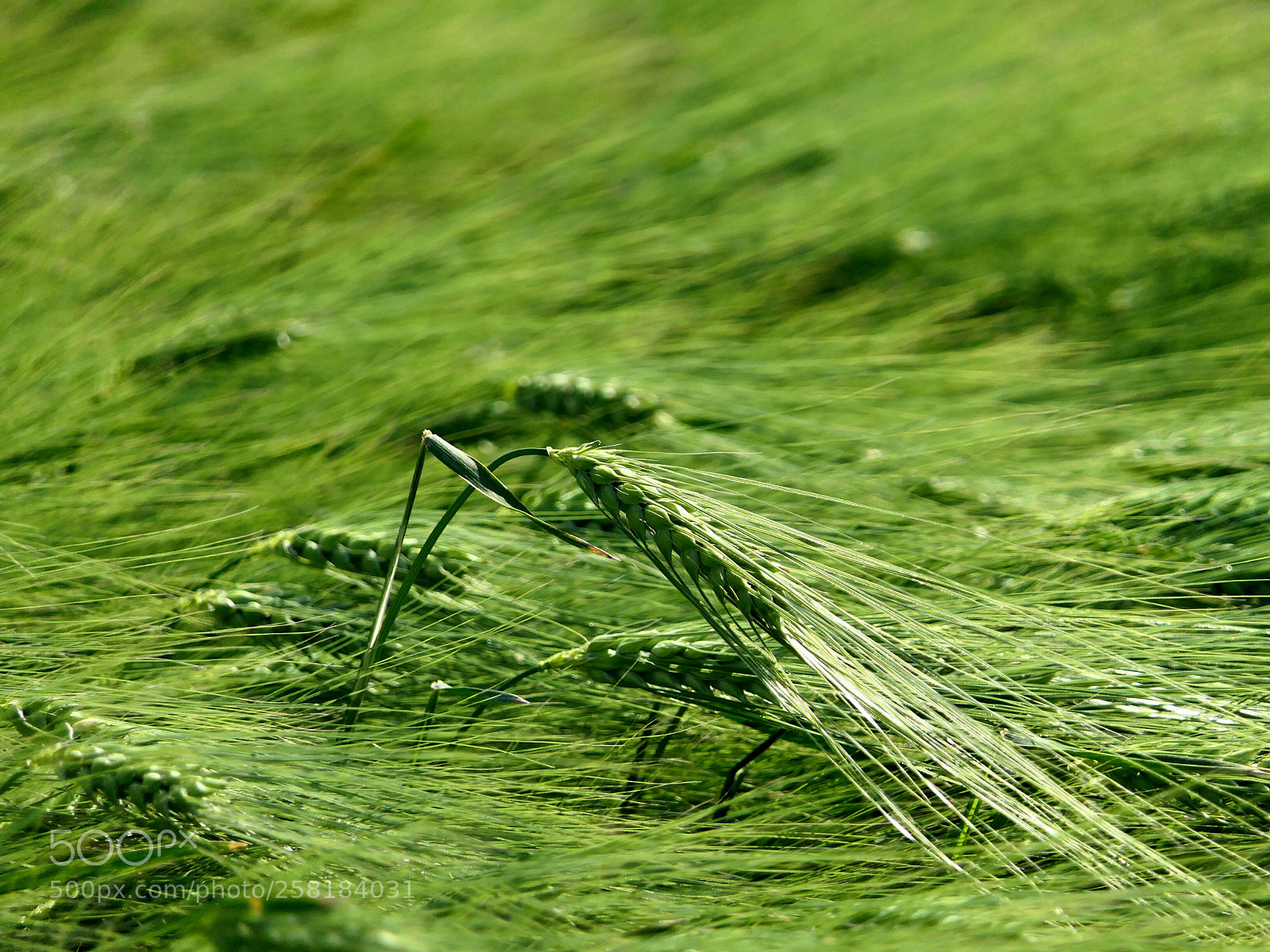 Panasonic Lumix DMC-FZ2500 (Lumix DMC-FZ2000) sample photo. Green storm photography