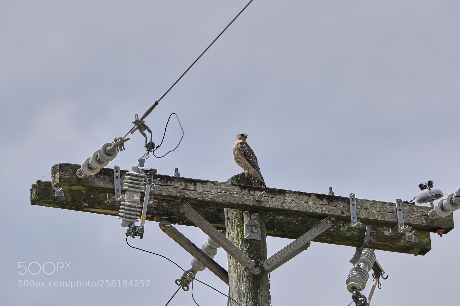 Canon EOS-1D X Mark II sample photo. 05-16-18-0017948.jpg photography