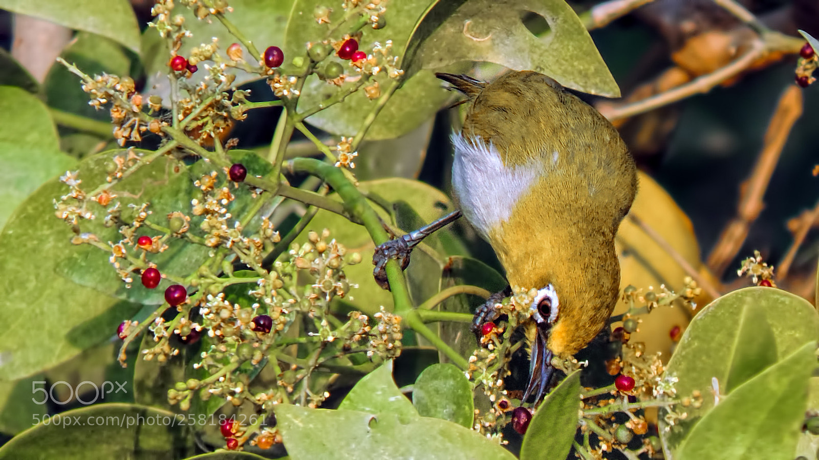 Nikon Coolpix P520 sample photo. Oriental white eye photography