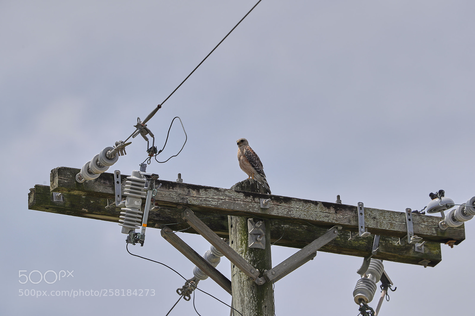 Canon EOS-1D X Mark II sample photo. 05-16-18-0017946.jpg photography