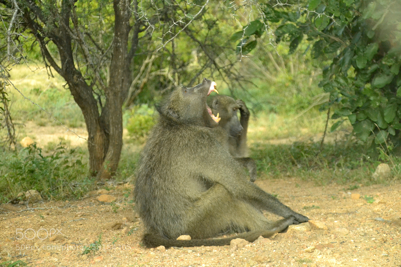 Nikon D3100 sample photo. Charm baboon showing off photography