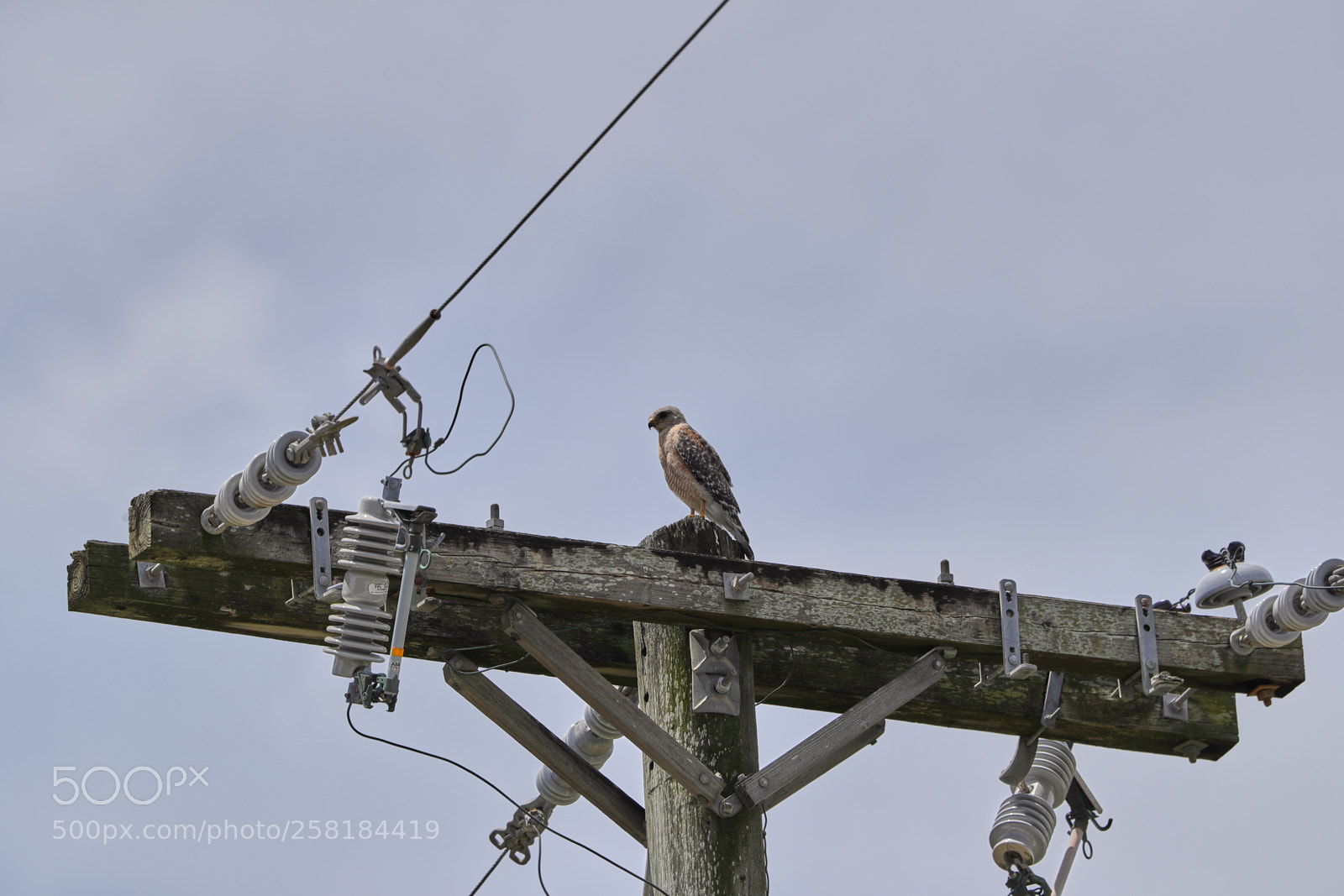 Canon EOS-1D X Mark II sample photo. 05-16-18-0017942.jpg photography