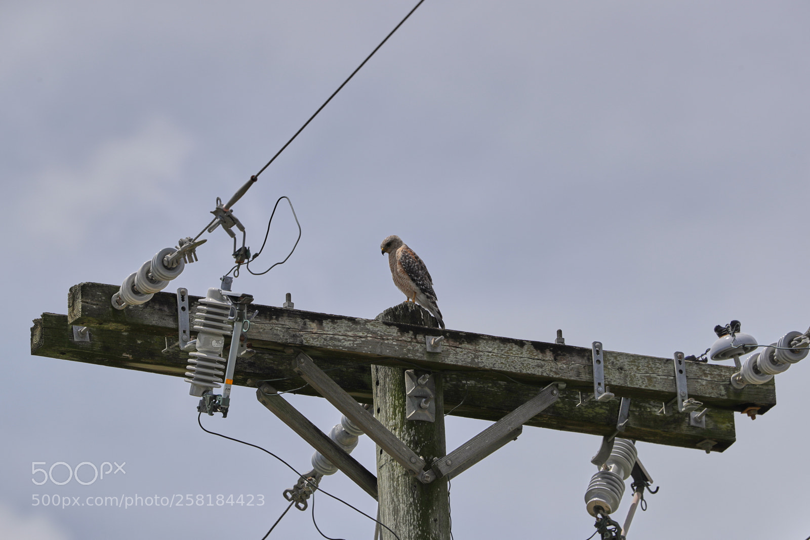 Canon EOS-1D X Mark II sample photo. 05-16-18-0017940.jpg photography