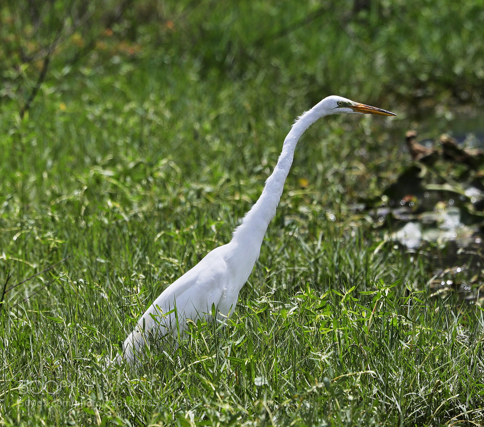 Canon EOS-1D X Mark II sample photo. 05-16-18-0017937.jpg photography