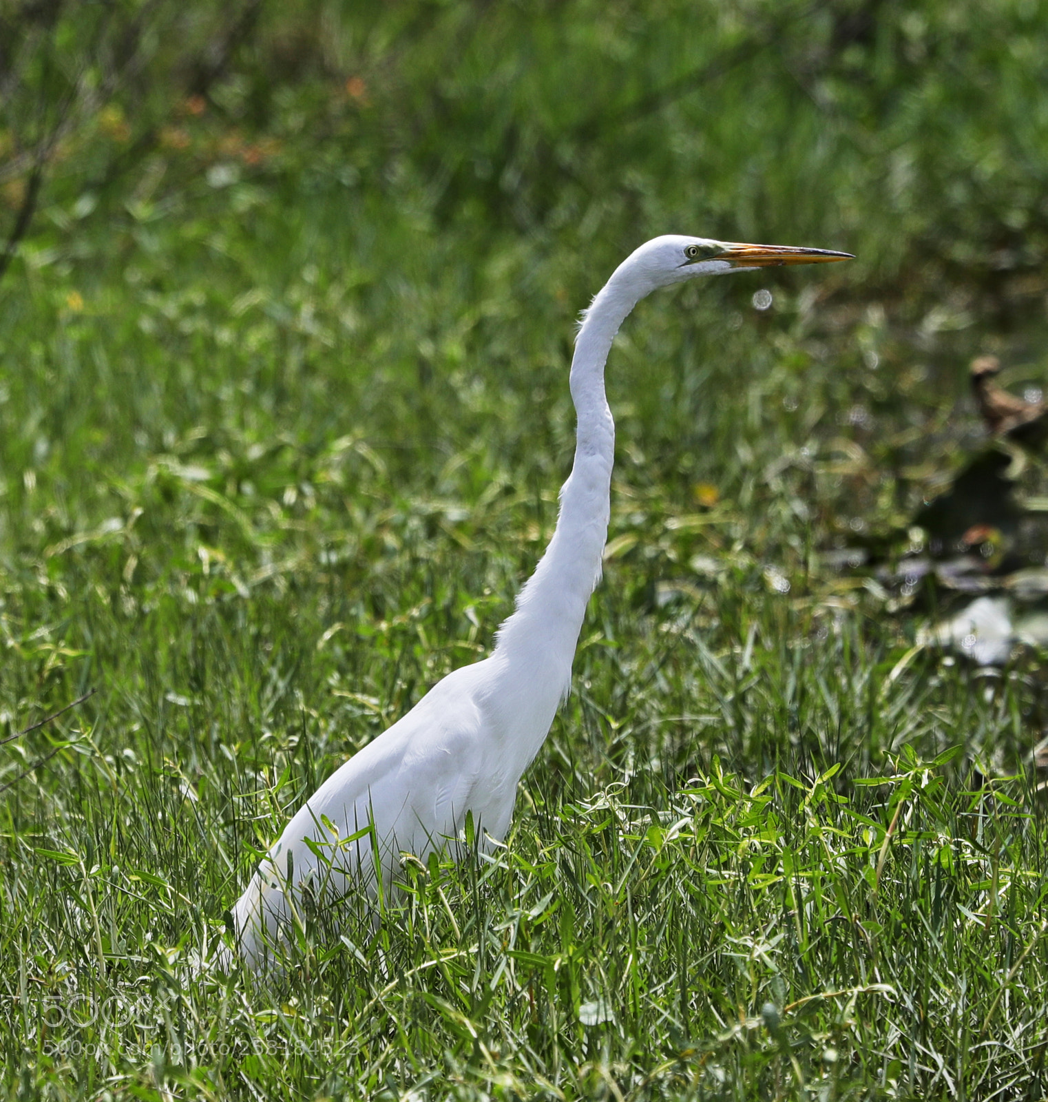 Canon EOS-1D X Mark II sample photo. 05-16-18-0017936.jpg photography
