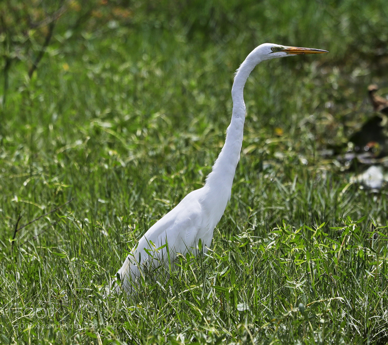 Canon EOS-1D X Mark II sample photo. 05-16-18-0017935.jpg photography