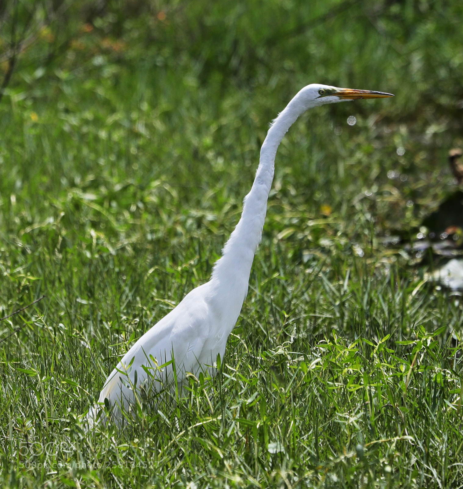 Canon EOS-1D X Mark II sample photo. 05-16-18-0017934.jpg photography