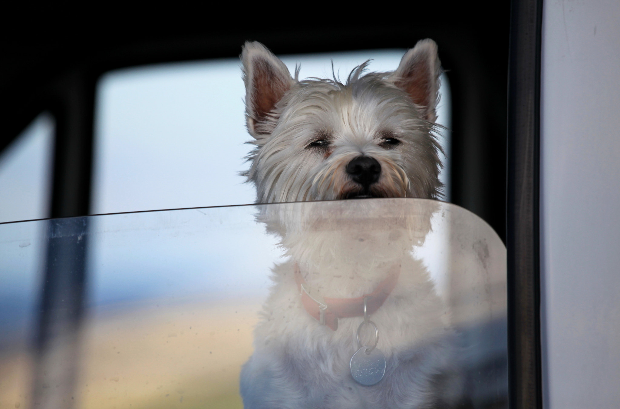 Canon EOS 5D Mark II + Canon EF 70-200mm F4L IS USM sample photo. Scottish dog photography