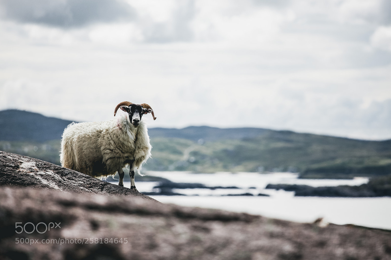 Canon EOS 5D Mark II sample photo. Scottish sheep photography
