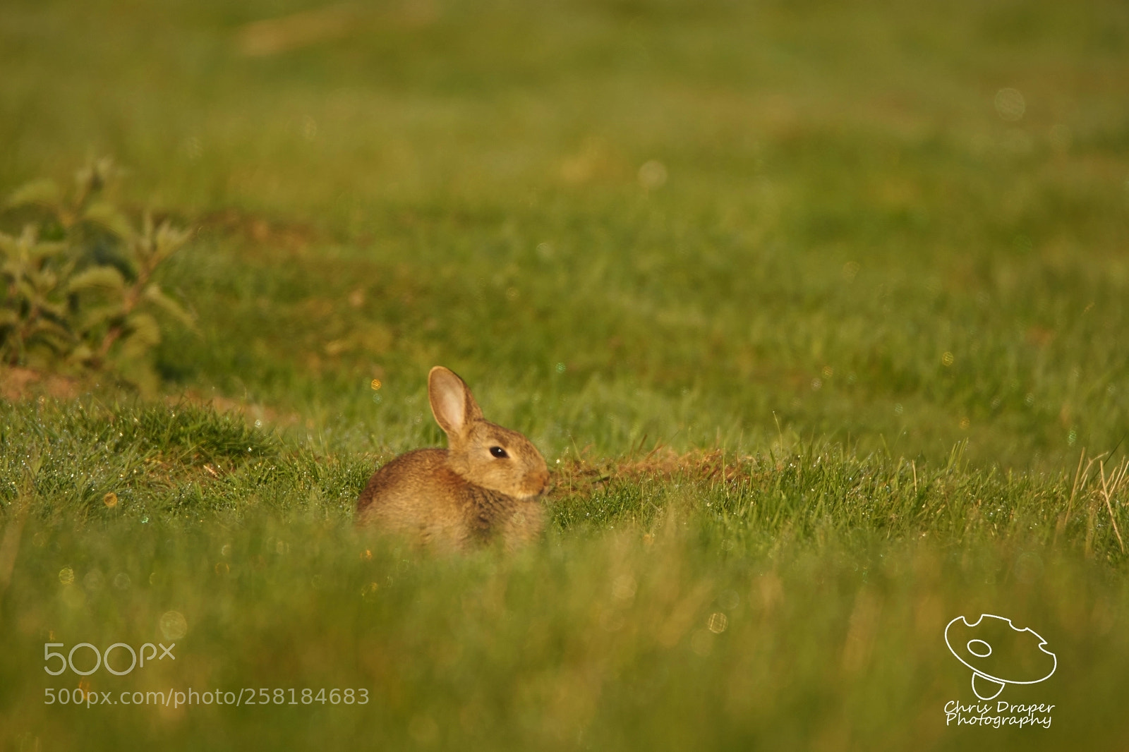 Sony ILCA-77M2 sample photo. Baby rabbit photography